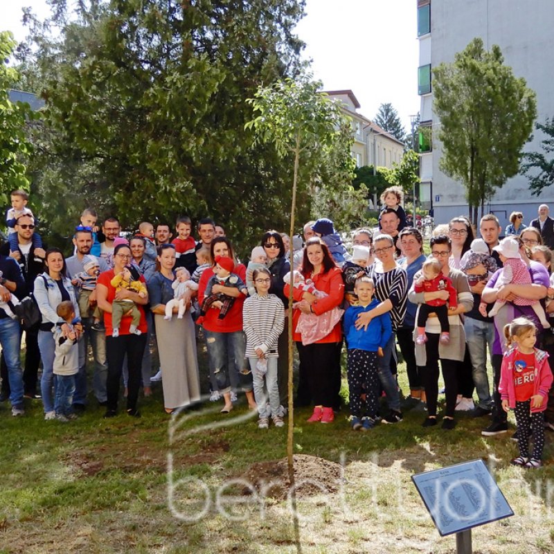 Életfa ültetés a város napján 39